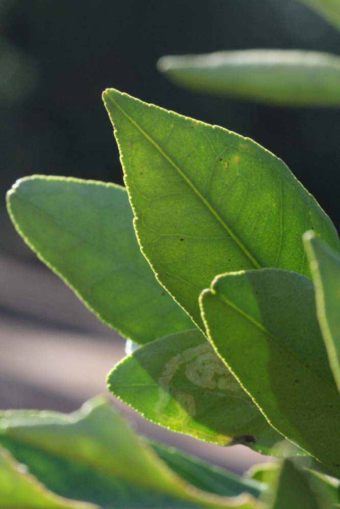              Margin (Riverside, CA)       